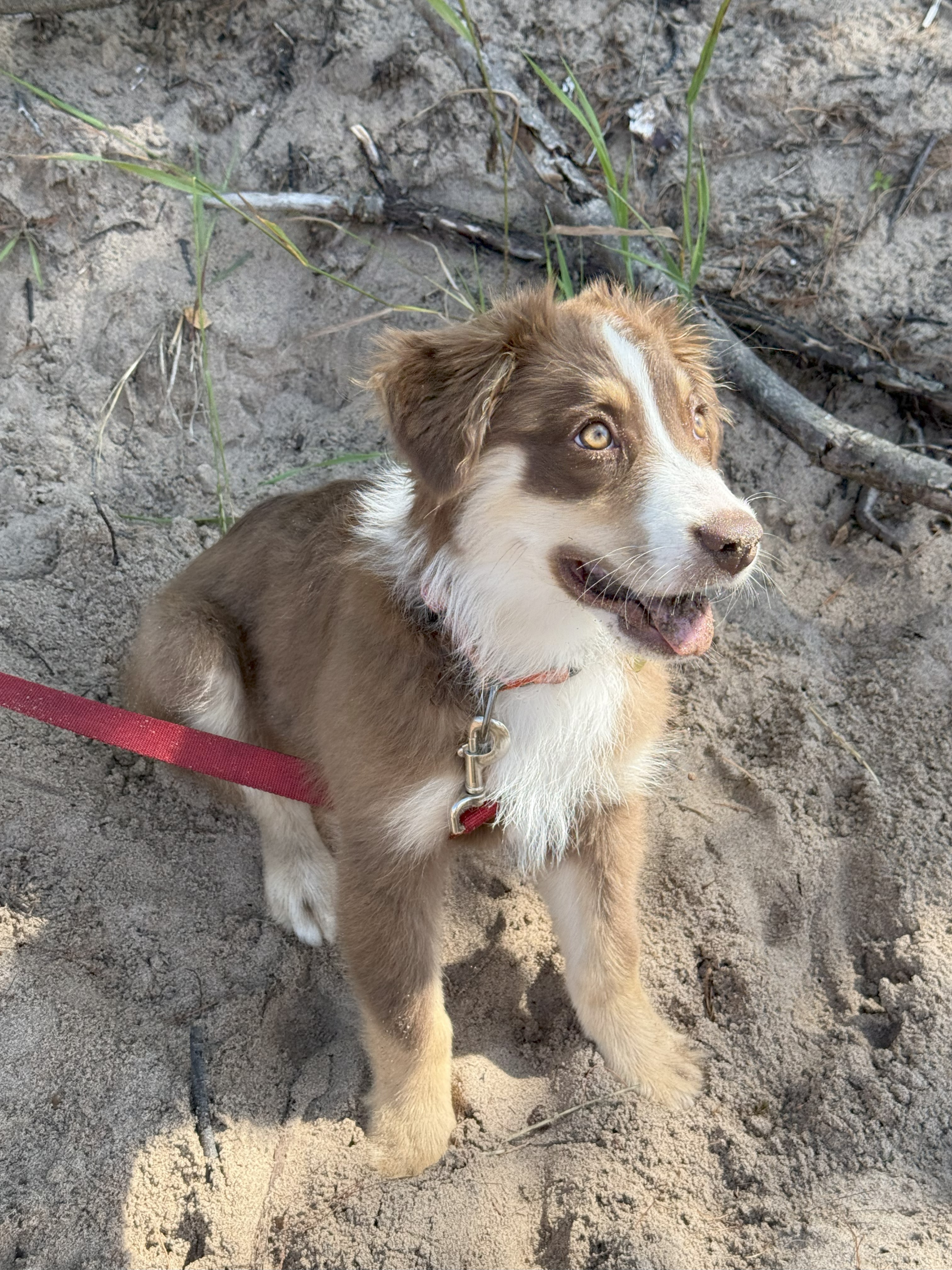 The goodest boy